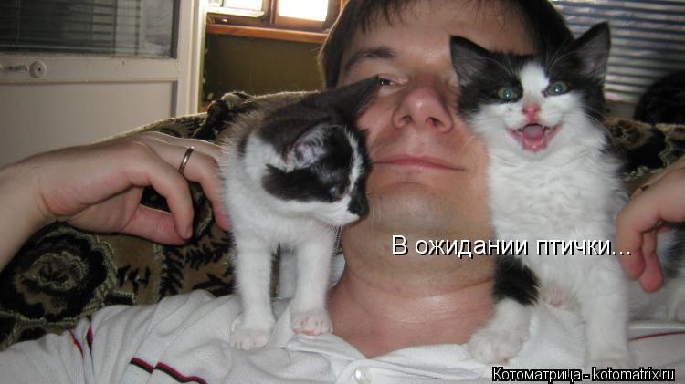 Котоматрица: В ожидании птички...