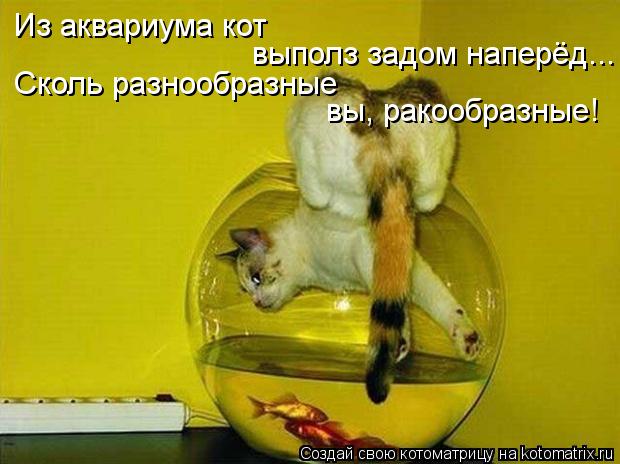 Котоматрица: Из аквариума кот  выполз задом наперёд... Сколь разнообразные вы, ракообразные!