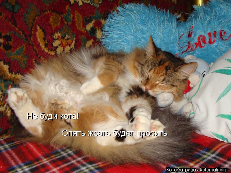 Не буди кота! Опять жрать будет просить... Котоматрица: Не буди кота! Опять жрать будет просить