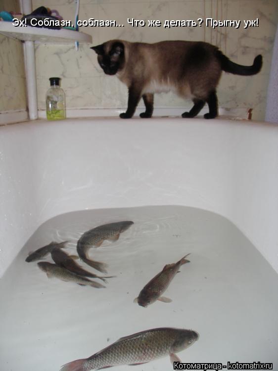 Эх! Соблазн, соблазн... Что же делать? Прыгну уж!... Котоматрица: Эх! Соблазн, соблазн... Что же делать? Прыгну уж!