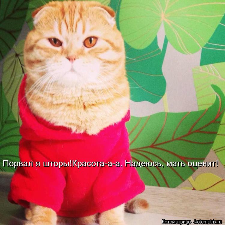Порвал я шторы! Красота-а-а. Надеюсь, мать оценит! Порвал я шторы!Красота-а-а. Надеюсь, мать оценит!... Котоматрица: Порвал я шторы! Красота-а-а. Надеюсь, мать оценит! Порвал я шторы!Красота-а-а. Надеюсь, мать оценит!