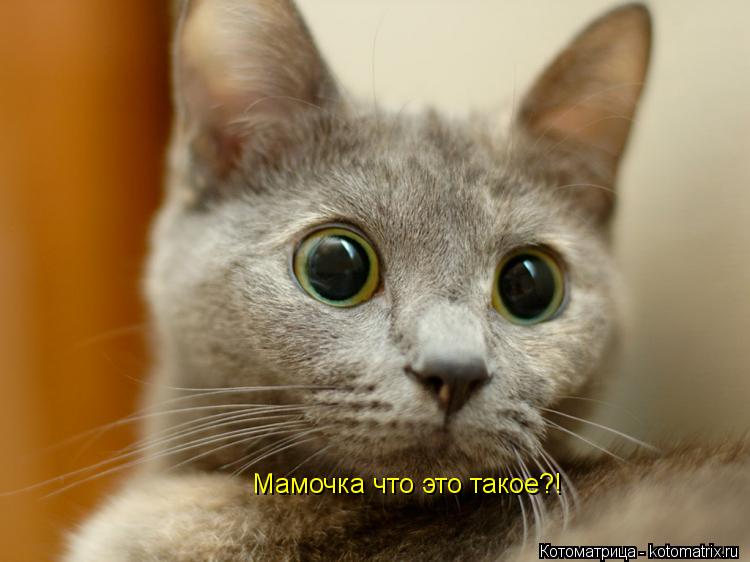 Мамочка что это такое?!... Котоматрица: Мамочка что это такое?!