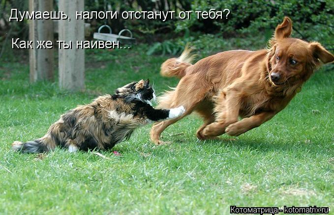 Думаешь, налоги отстанут от тебя? Как же ты наивен...... Котоматрица: Думаешь, налоги отстанут от тебя? Как же ты наивен...