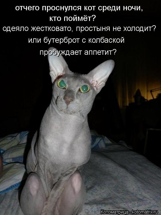 отчего проснулся кот среди ночи, кто поймёт? одеяло жестковато, простыня не холодит? или бутерброт с... Котоматрица: отчего проснулся кот среди ночи, кто поймёт? одеяло жестковато, простыня не холодит? или бутерброт с колбаской пробуждает аппетит?