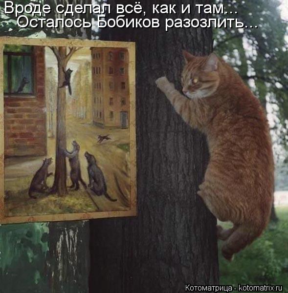 Вроде сделал всё, как и там... Осталось Бобиков разозлить...... Котоматрица: Вроде сделал всё, как и там... Осталось Бобиков разозлить...