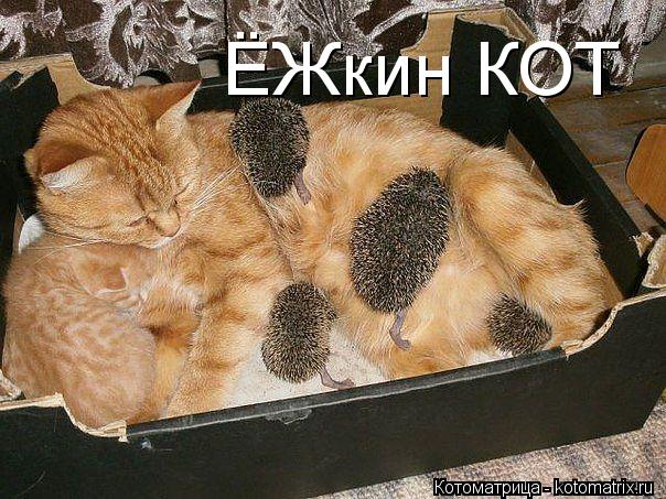ЁЖкин КОТ... Котоматрица: ЁЖкин КОТ