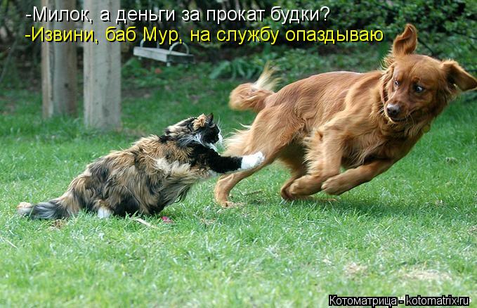 -Милок, а деньги за прокат будки? -Извини, баб Мур, на службу опаздываю... Котоматрица: -Милок, а деньги за прокат будки? -Извини, баб Мур, на службу опаздываю