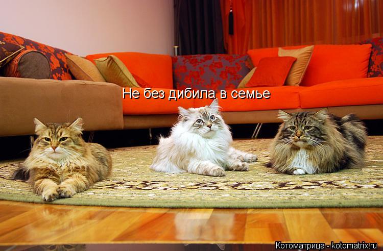Не без дибила в семье... Котоматрица: Не без дибила в семье