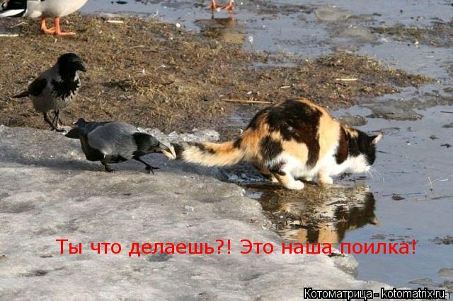 Ты что делаешь?! Это наша поилка!... Котоматрица: Ты что делаешь?! Это наша поилка!