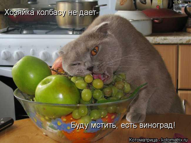 Хозяйка колбасу не дает- Буду мстить Буду мстить, есть виноград!... Котоматрица: Хозяйка колбасу не дает- Буду мстить Буду мстить, есть виноград!