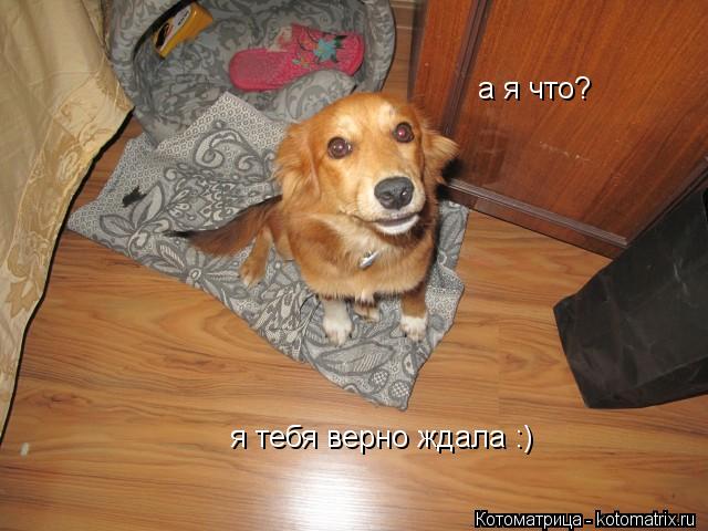 а я что? я тебя верно ждала :)... Котоматрица: а я что? я тебя верно ждала :)
