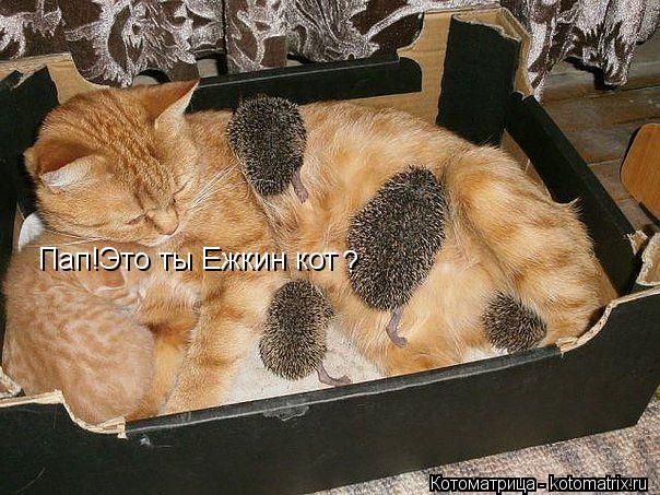 Пап!Это ты Ежкин кот ?... Котоматрица: Пап!Это ты Ежкин кот ?
