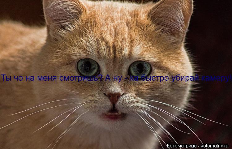 Ты чо на меня смотришь? А ну - ка быстро убирай камеру!... Котоматрица: Ты чо на меня смотришь? А ну - ка быстро убирай камеру!