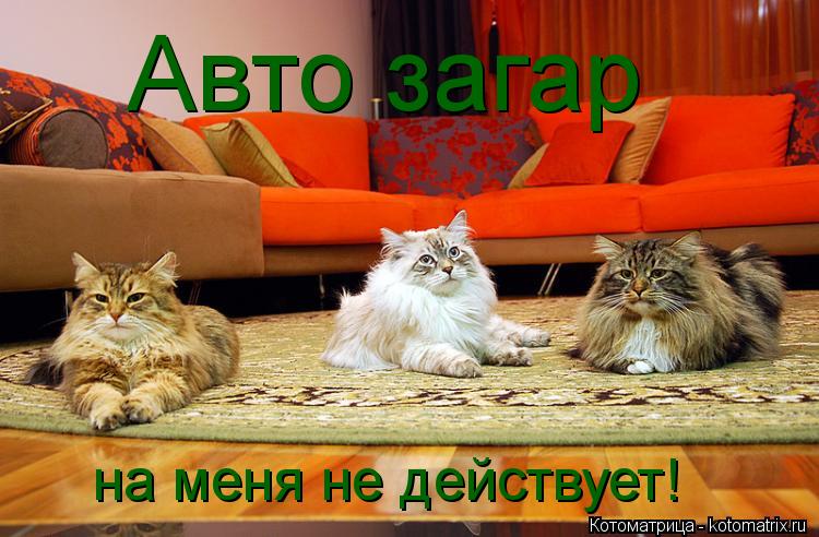 Авто загар на меня не действует!... Котоматрица: Авто загар на меня не действует!