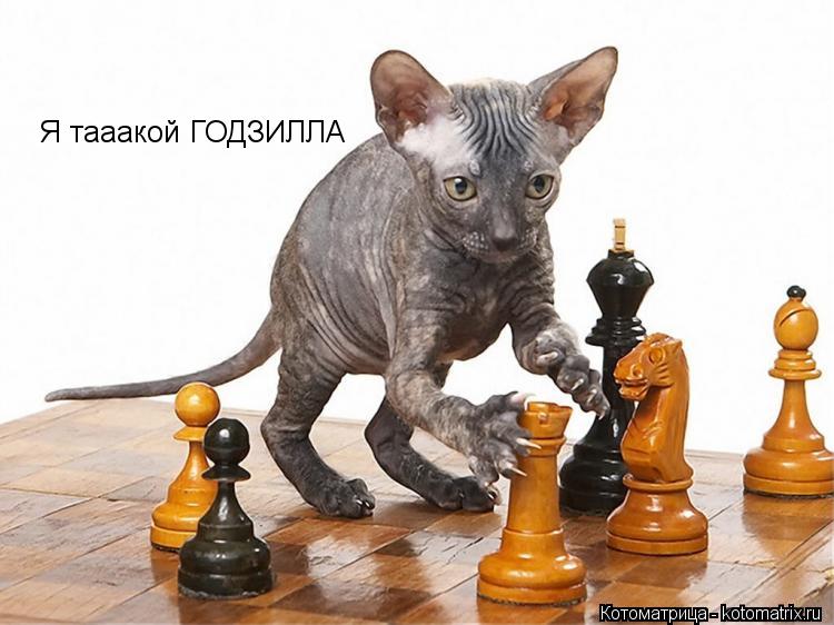 Я тааакой ГОДЗИЛЛА... Котоматрица: Я тааакой ГОДЗИЛЛА
