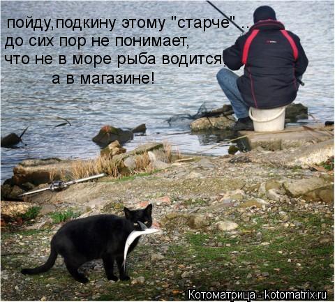 Котоматрица: пойду,подкину этому "старче"... до сих пор не понимает, что не в море рыба водится, а в магазине!