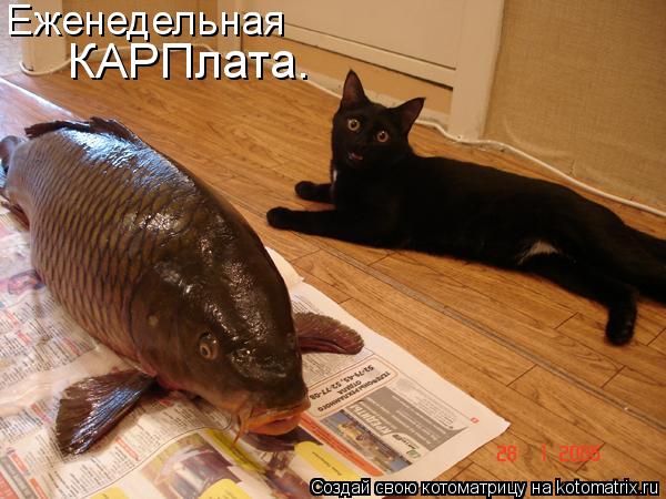 Еженедельная КАРПлата.... Котоматрица: Еженедельная КАРПлата.
