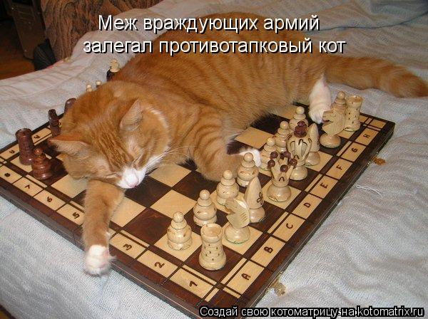 Меж враждующих армий залегал противотапковый кот... Котоматрица: Меж враждующих армий залегал противотапковый кот