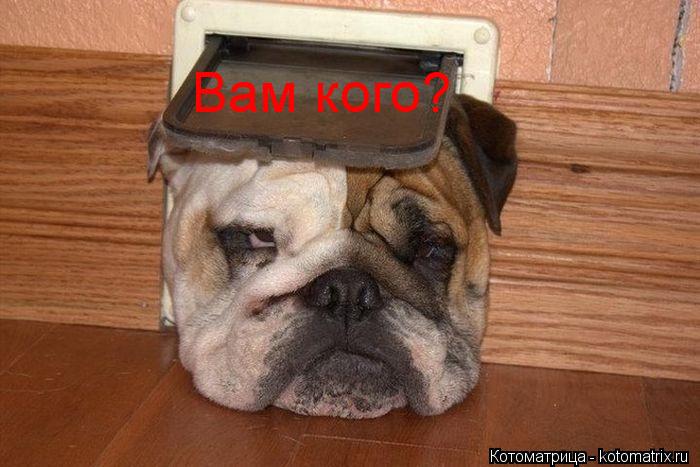 Вам кого?... Котоматрица: Вам кого?