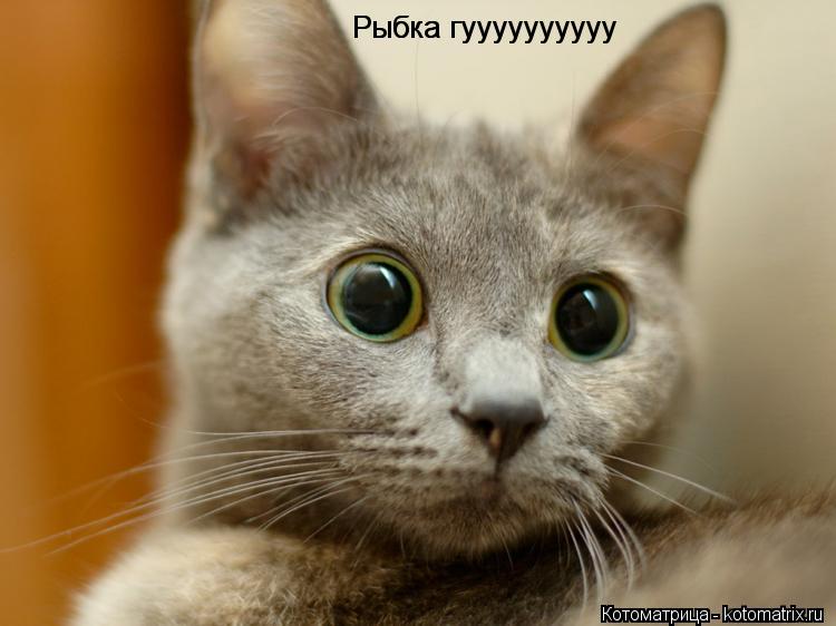 Рыбка гуууууууууу Рыбка гуууууууууу... Котоматрица: Рыбка гуууууууууу Рыбка гуууууууууу