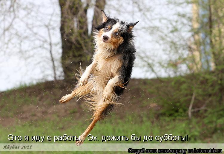 Это я иду с работы.. Эх. дожить бы до субботы!... Котоматрица: Это я иду с работы.. Эх. дожить бы до субботы!