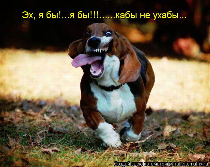 Эх, я бы!...я бы!!!......кабы не ухабы...... Котоматрица: Эх, я бы!...я бы!!!......кабы не ухабы...