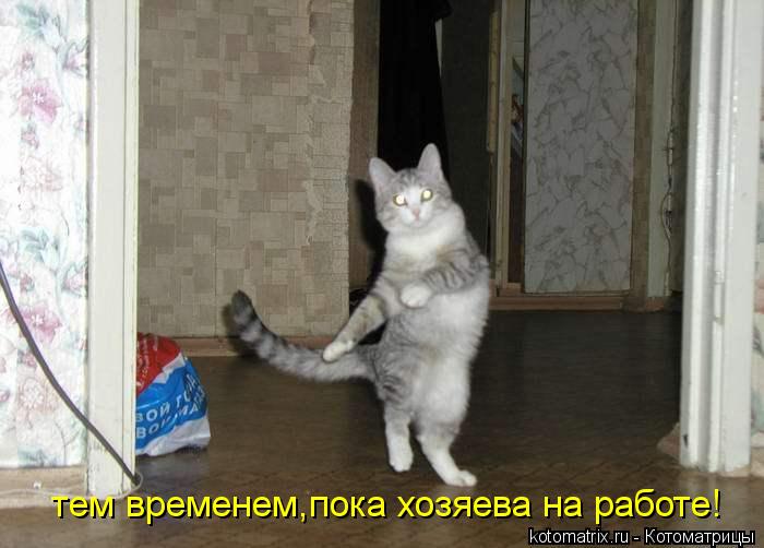 тем временем,пока хозяева на работе!... Котоматрица: тем временем,пока хозяева на работе!