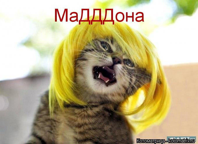 МаДДДона... Котоматрица: МаДДДона