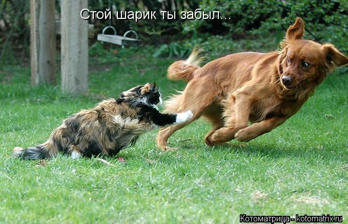 Стой шарик ты забыл...... Котоматрица: Стой шарик ты забыл...