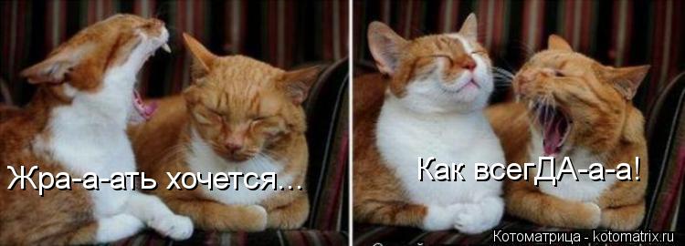 Котоматрица: Жра-а-ать хочется... Как всегДА-а-а!