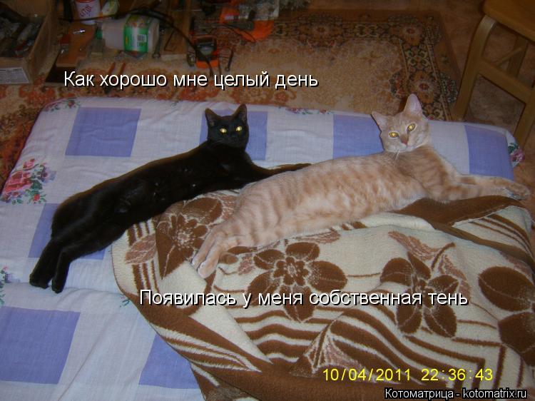 Как хорошо мне целый день Появилась у меня собственная тень... Котоматрица: Как хорошо мне целый день Появилась у меня собственная тень