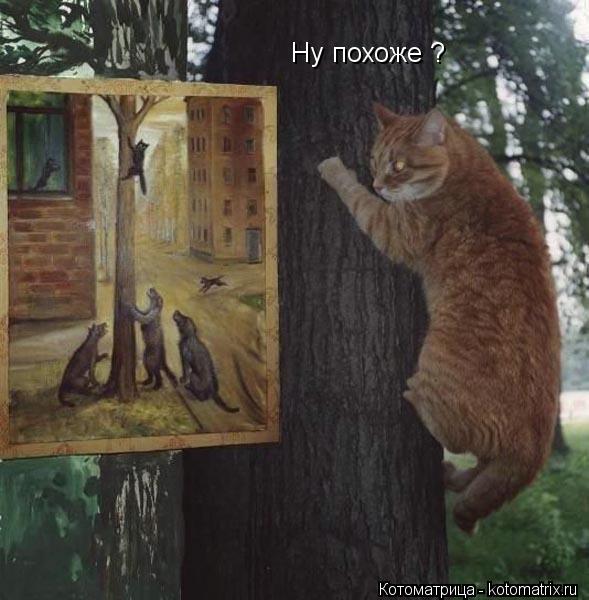 Ну похоже ?... Котоматрица: Ну похоже ?