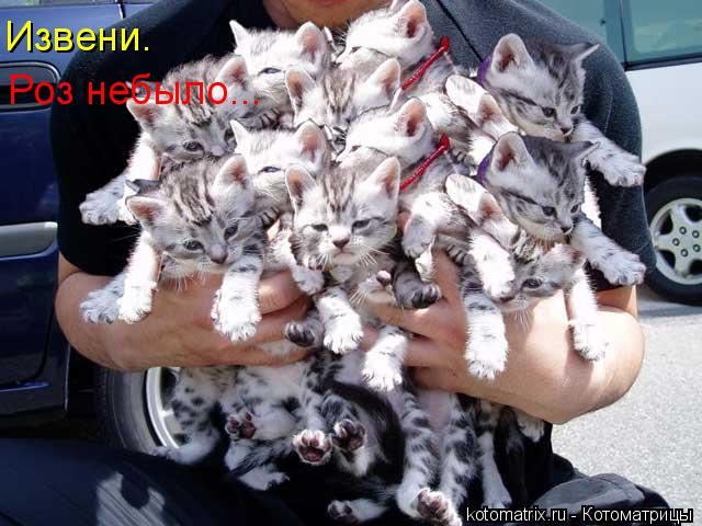 Роз небыло... Извени.... Котоматрица: Роз небыло... Извени.