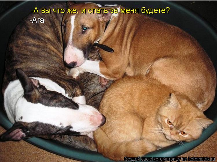 -А вы что же, и спать за меня будете? -Ага... Котоматрица: -А вы что же, и спать за меня будете? -Ага