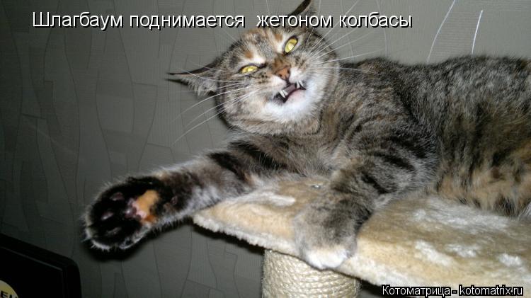 Шлагбаум поднимается жетоном колбасы... Котоматрица: Шлагбаум поднимается жетоном колбасы