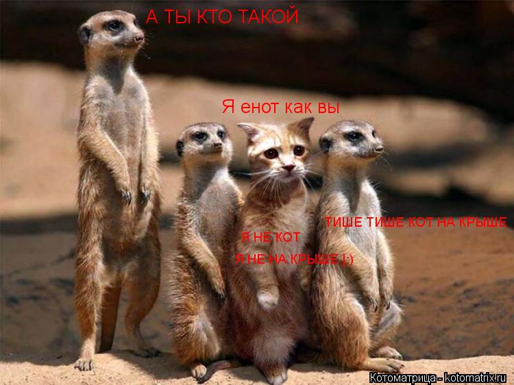 А ТЫ КТО ТАКОЙ Я енот как вы ТИШЕ ТИШЕ КОТ НА КРЫШЕ Я НЕ НА КРЫШЕ |:) Я НЕ КОТ... Котоматрица: А ТЫ КТО ТАКОЙ Я енот как вы ТИШЕ ТИШЕ КОТ НА КРЫШЕ Я НЕ НА КРЫШЕ |:) Я НЕ КОТ