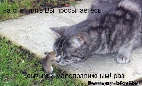 Котоматрица: на счет пять Вы просыпаетесь  сытым и малоподвижным! раз....