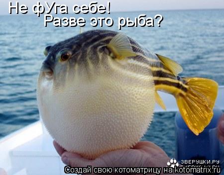 Не фУга себе! Разве это рыба? Разве это рыба?... Котоматрица: Не фУга себе! Разве это рыба? Разве это рыба?
