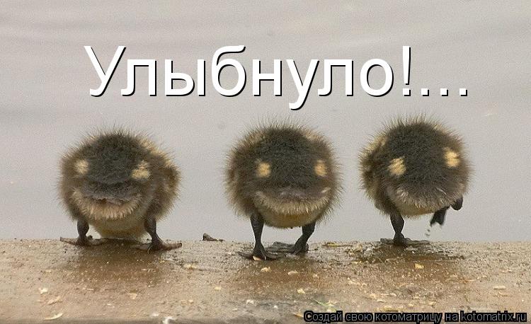 Улыбнуло!...... Котоматрица: Улыбнуло!...