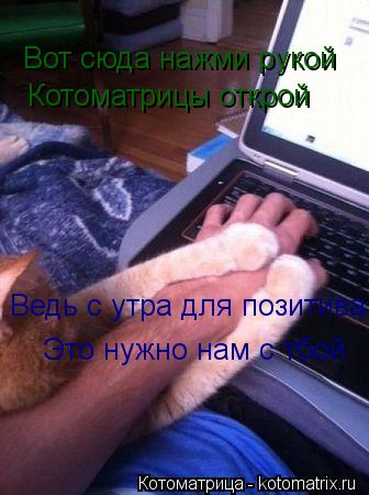 Котоматрица: Вот сюда нажми рукой Котоматрицы открой Ведь с утра для позитива Это нужно нам с тбой