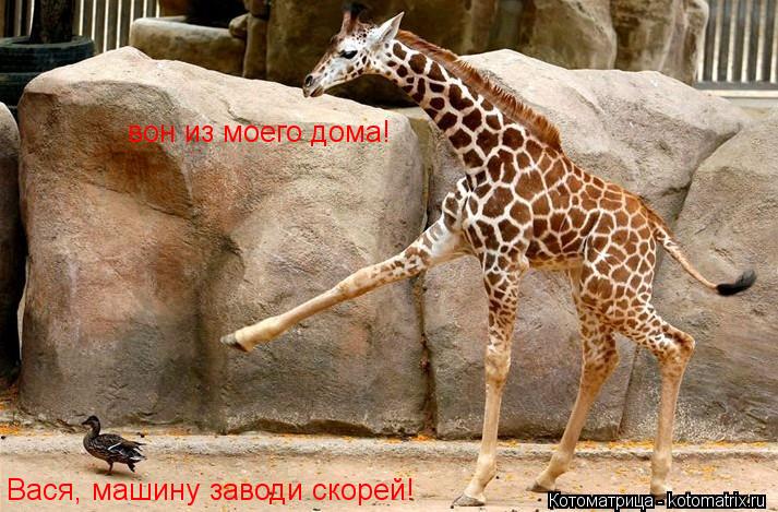 вон из моего дома! Вася, машину заводи скорей!... Котоматрица: вон из моего дома! Вася, машину заводи скорей!