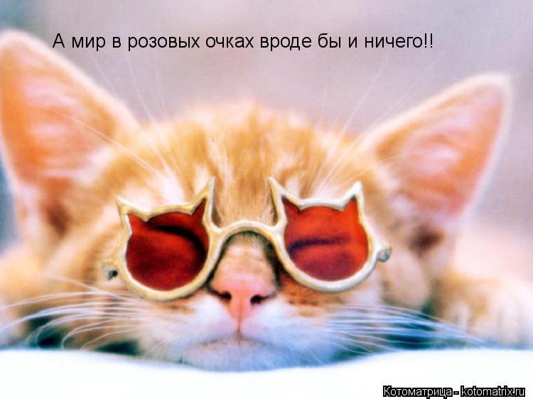 А мир в розовых очках вроде бы и ничего!!... Котоматрица: А мир в розовых очках вроде бы и ничего!!