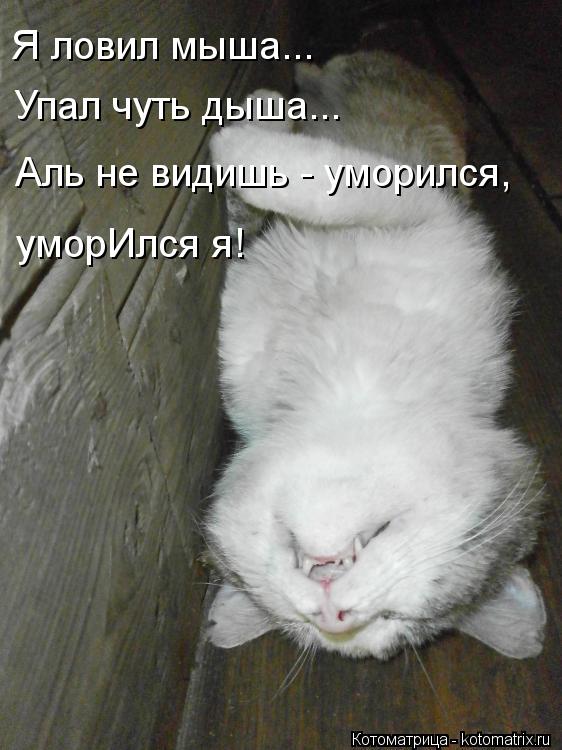 Я ловил мыша... Упал чуть дыша... Аль не видишь - уморился, уморИлся я!... Котоматрица: Я ловил мыша... Упал чуть дыша... Аль не видишь - уморился, уморИлся я!