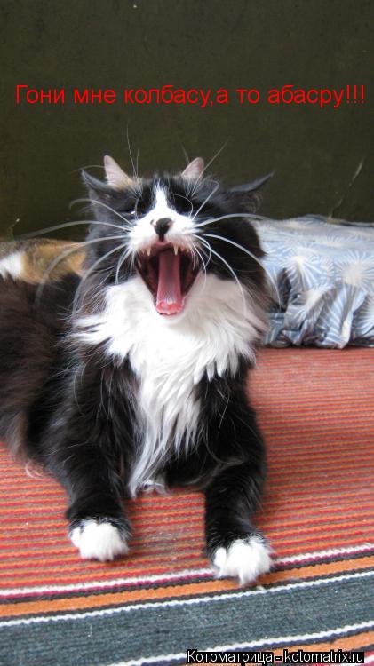 Котоматрица: Гони мне колбасу,а то абасру!!!