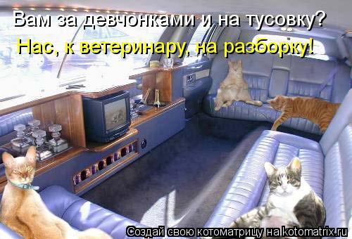 Вам за девчонками и на тусовку? Нас, к ветеринару, на разборку!... Котоматрица: Вам за девчонками и на тусовку? Нас, к ветеринару, на разборку!