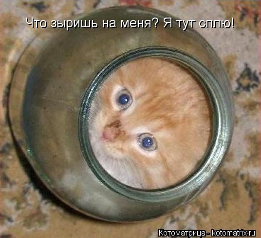 Что зыришь на меня? Я тут сплю!... Котоматрица: Что зыришь на меня? Я тут сплю!