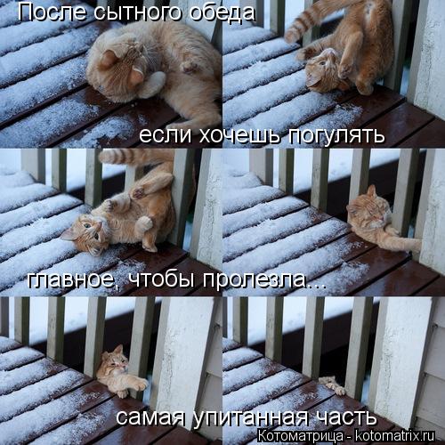 После сытного обеда если хочешь погулять главное, чтобы пролезла... самая упитанная часть... Котоматрица: После сытного обеда если хочешь погулять главное, чтобы пролезла... самая упитанная часть