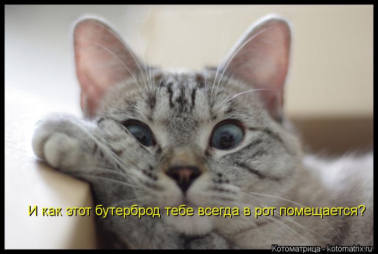 Котоматрица: И как этот бутерброд тебе всегда в рот помещается?