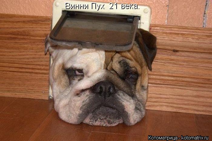 Винни Пух 21 века.... Котоматрица: Винни Пух 21 века.