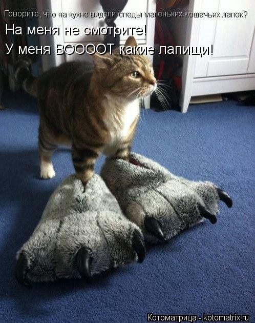 Говорите, что на кухне видели следы маленьких кошачьих лапок? На меня не смотрите! У меня ВООООТ как... Котоматрица: Говорите, что на кухне видели следы маленьких кошачьих лапок? На меня не смотрите! У меня ВООООТ какие лапищи!